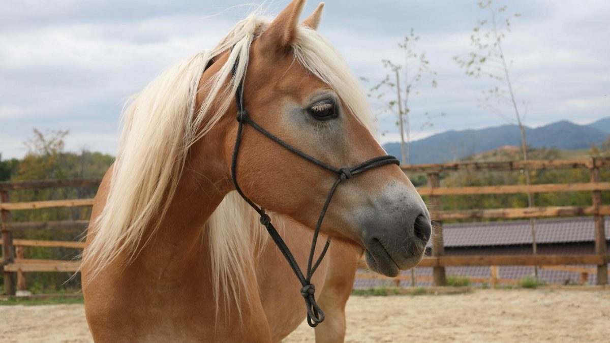 The value of fear in horse assisted education