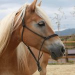 The value of fear in horse assisted education
